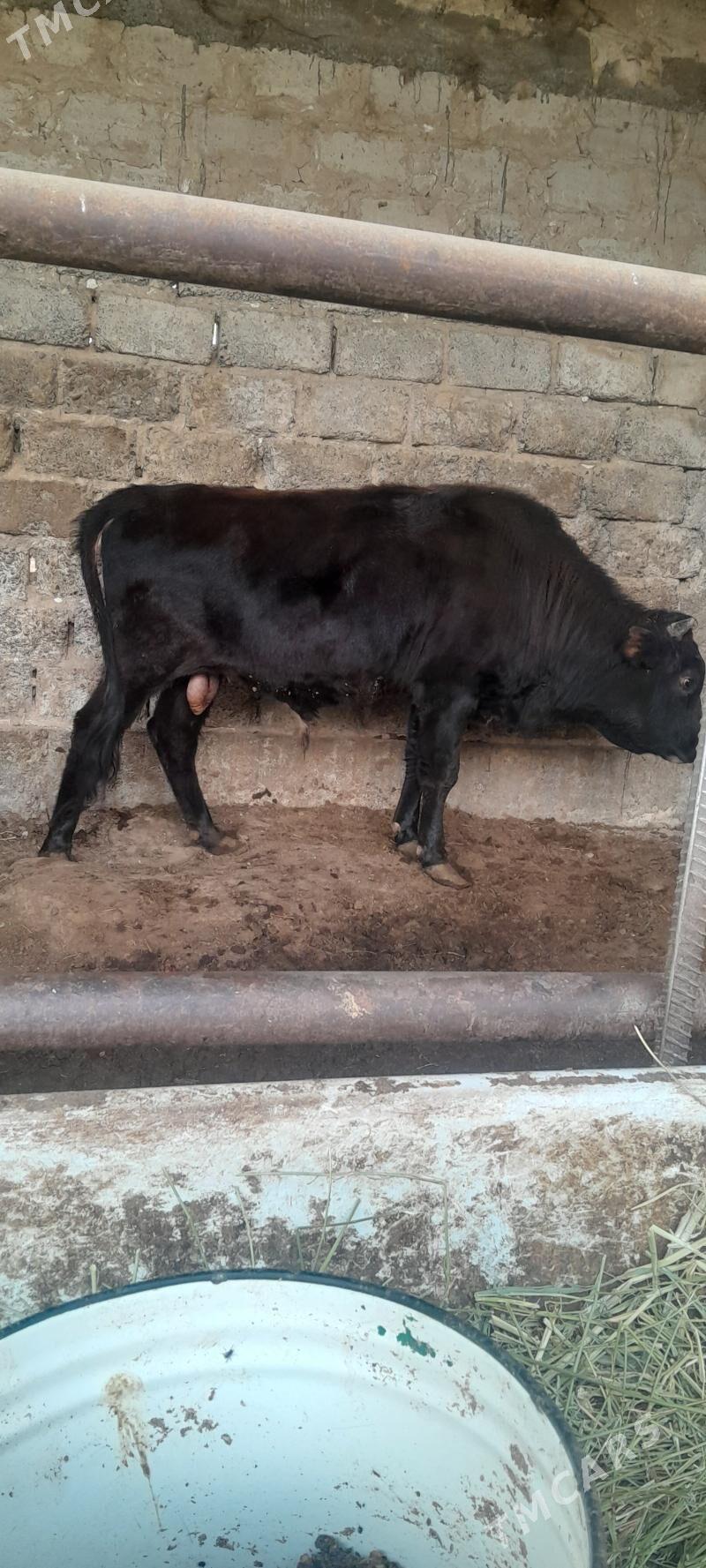 okuz - Ашхабад - img 7