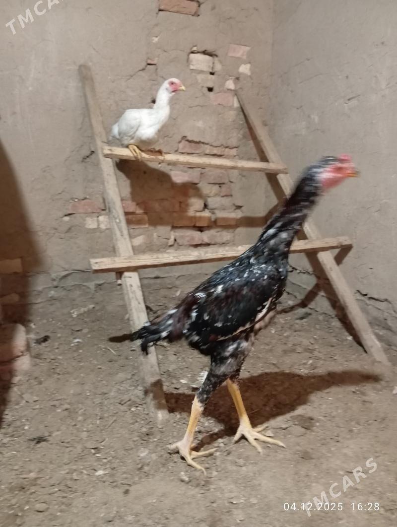 TASGENT HORAZ - Мургап - img 5