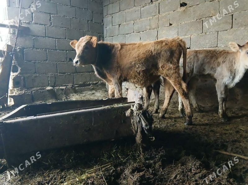 okuz - Бахарден - img 1