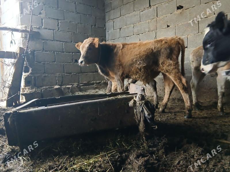 okuz - Бахарден - img 2