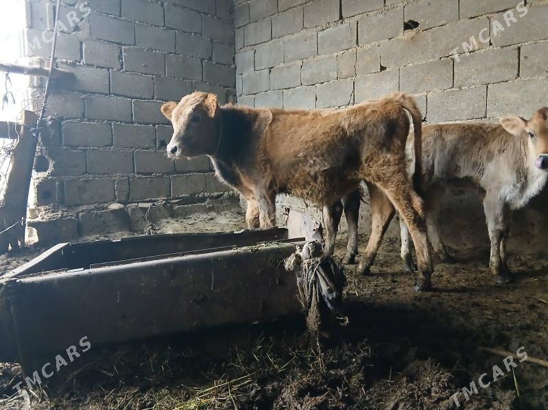 okuz - Бахарден - img 3