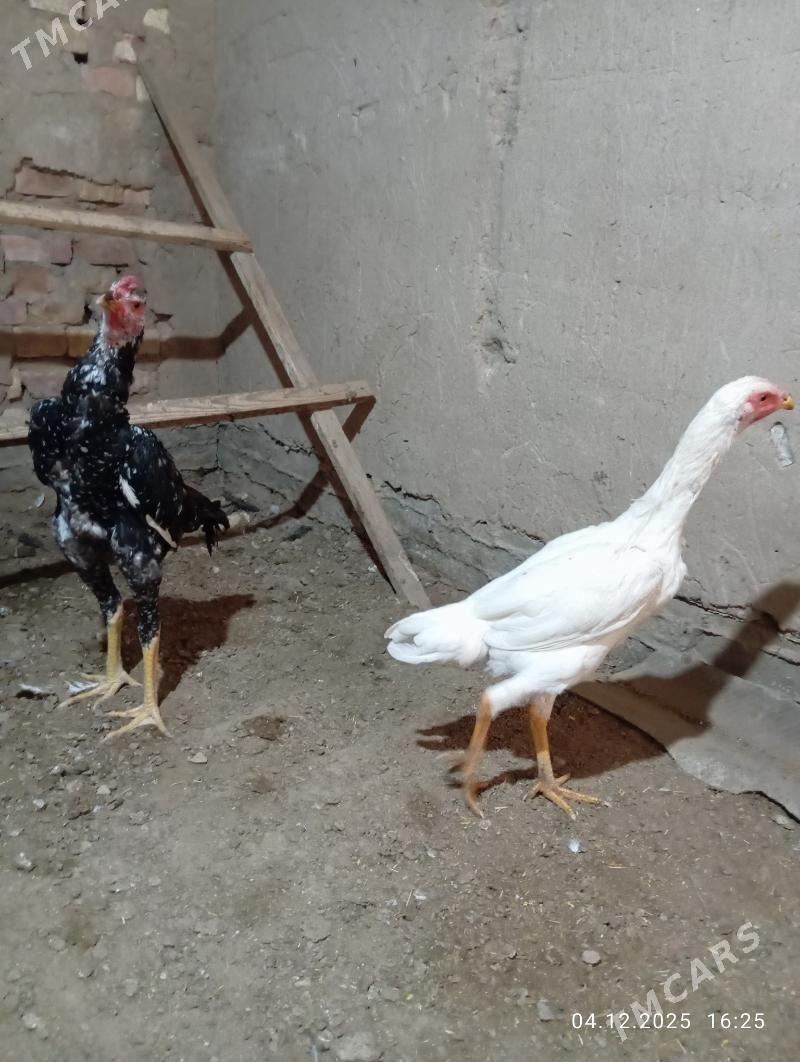 TASGENT HORAZ - Мургап - img 2