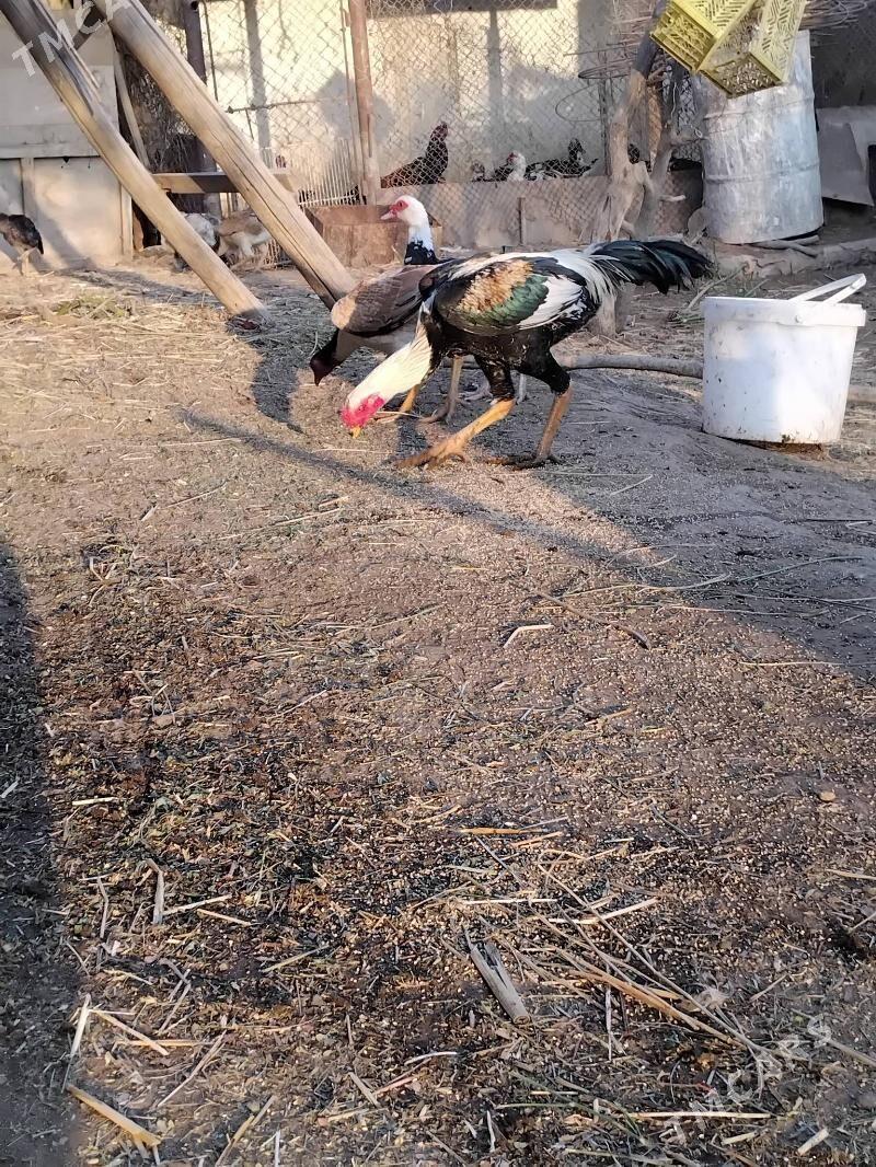 baÿsow horaz - Çärjew - img 3