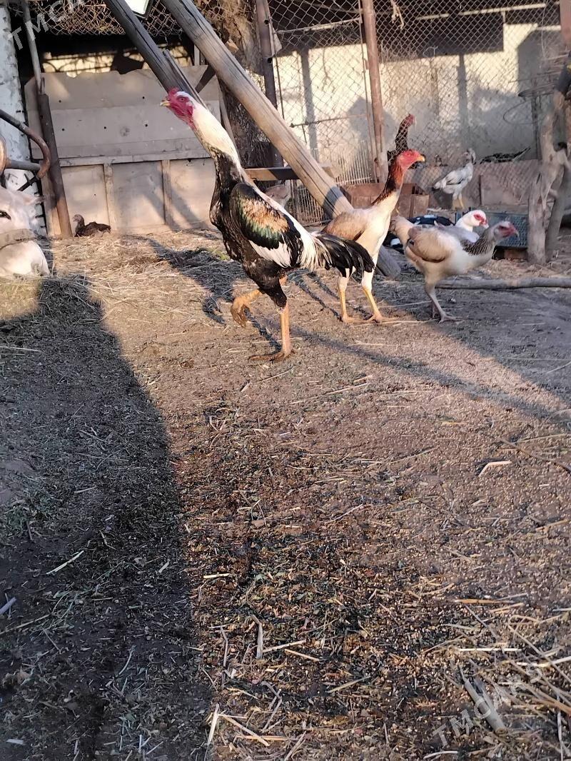 baÿsow horaz - Çärjew - img 2