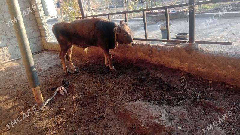 okiz - Aşgabat - img 1