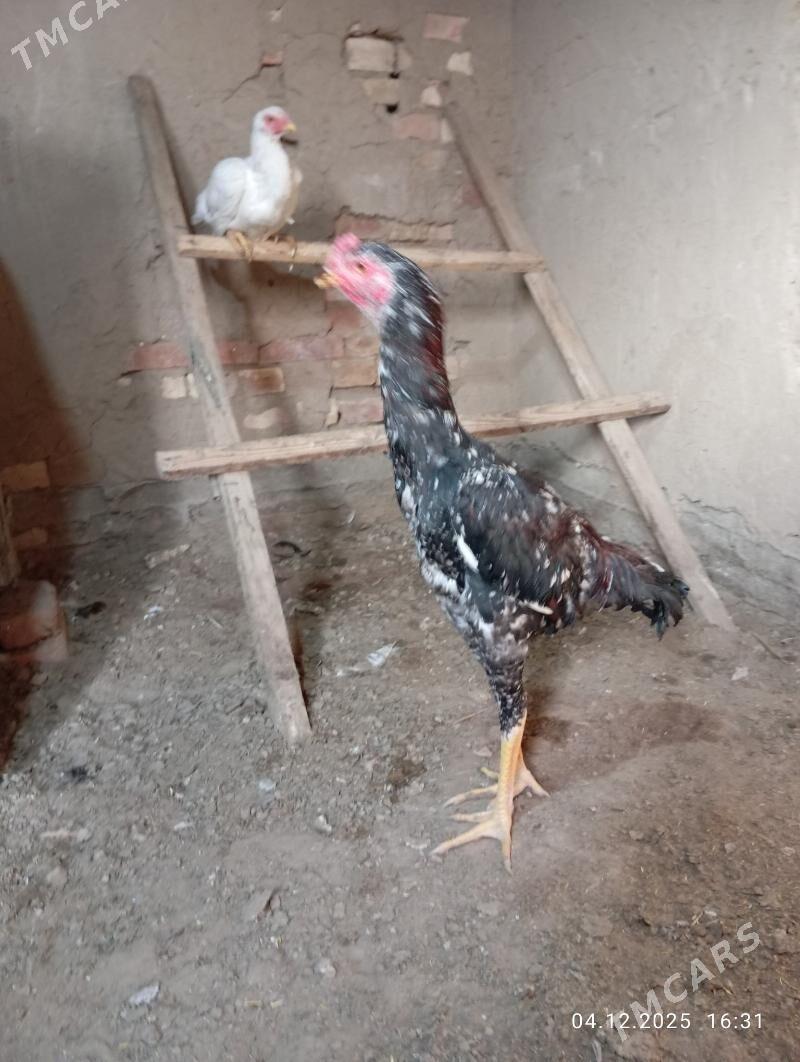 TASGENT HORAZ - Мургап - img 6