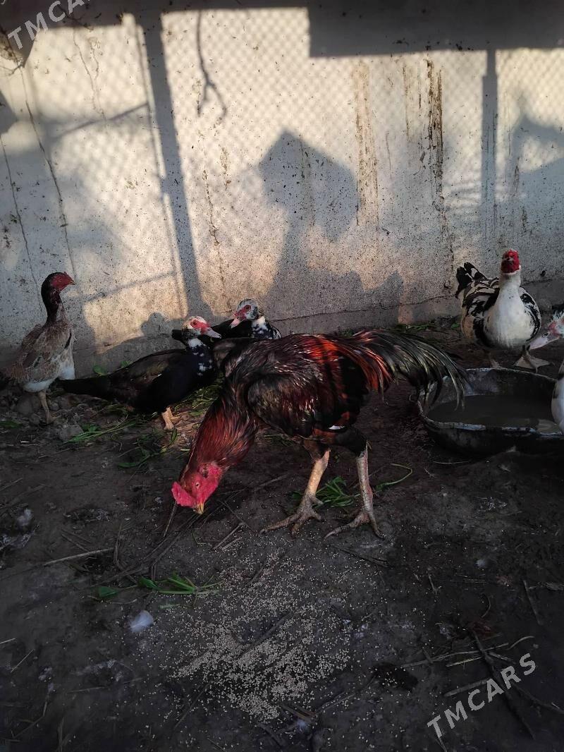 horaz - Çärjew - img 1