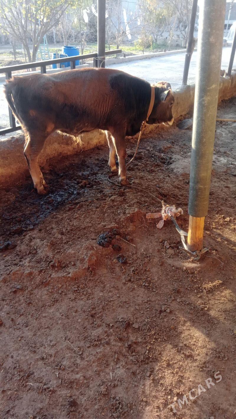 okiz - Aşgabat - img 2