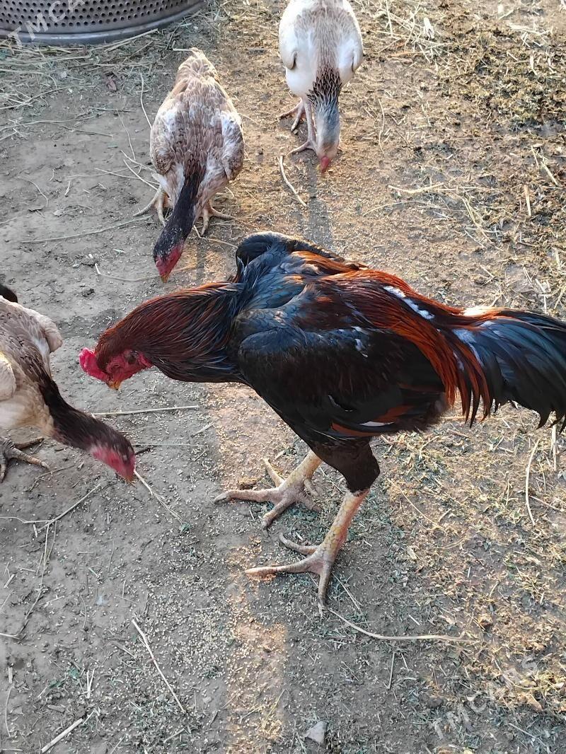 horaz - Çärjew - img 3