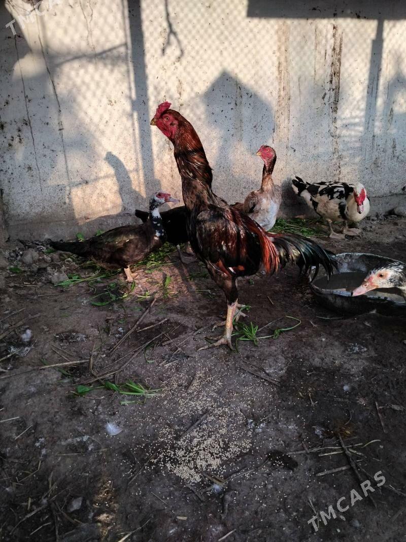 horaz - Çärjew - img 2