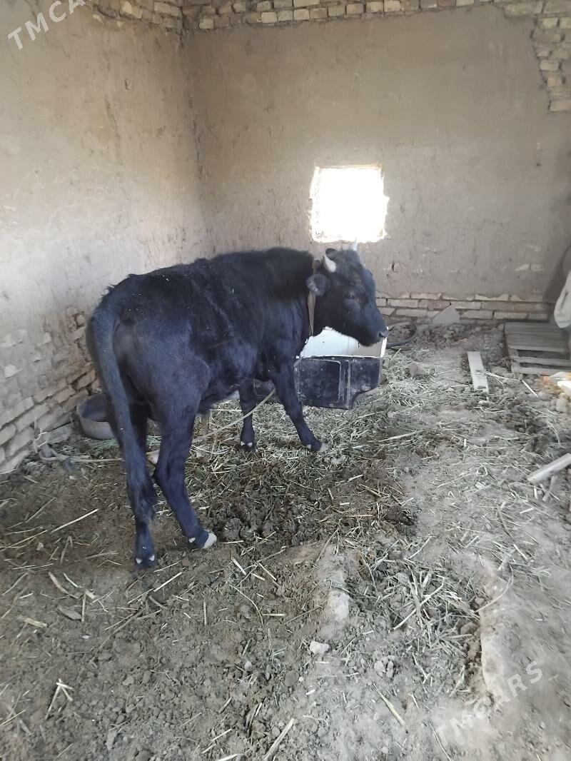 mallar - Огуз хан - img 2