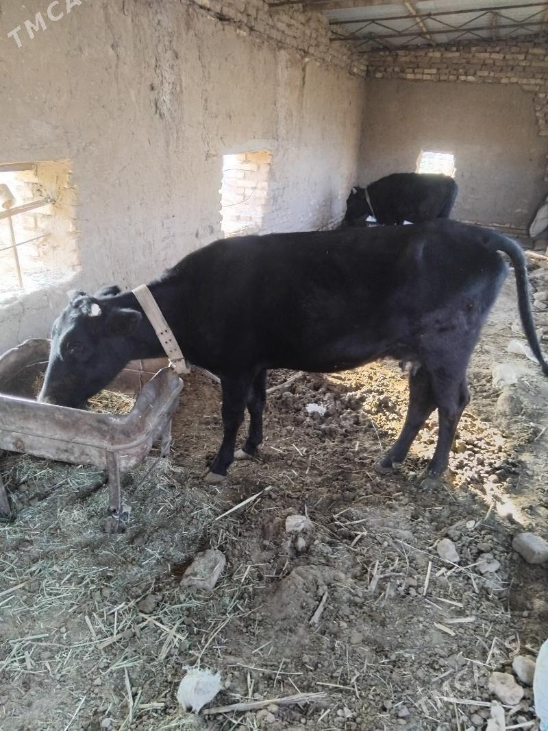 mallar - Огуз хан - img 4