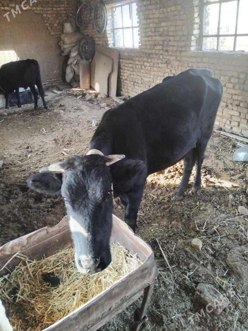 mallar - Огуз хан - img 3