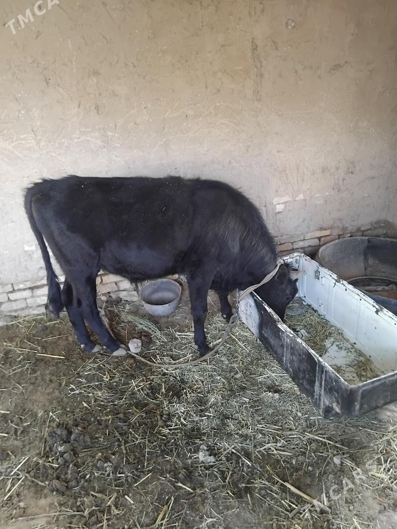 mallar - Огуз хан - img 1