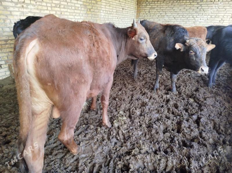 okuzler - Туркменабат - img 4