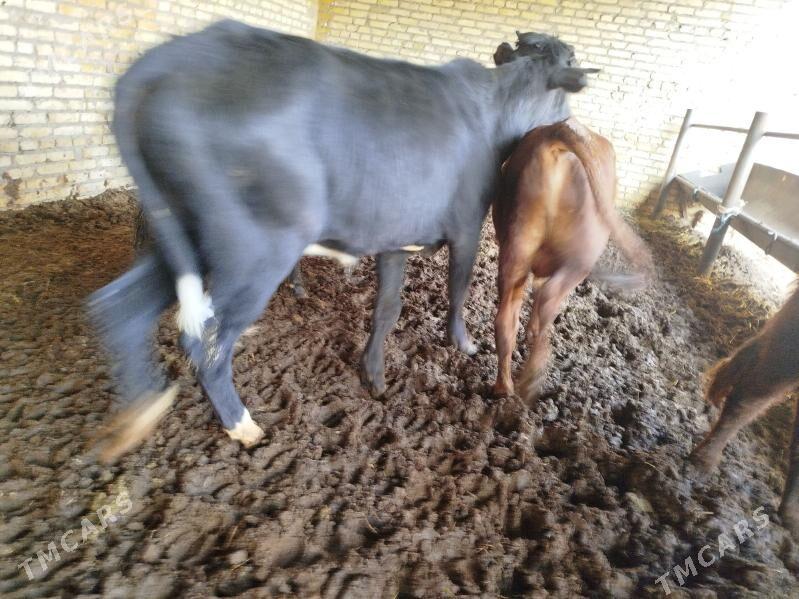 okuzler - Туркменабат - img 5