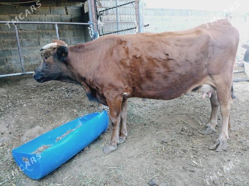 sygyr - Çoganly - img 2