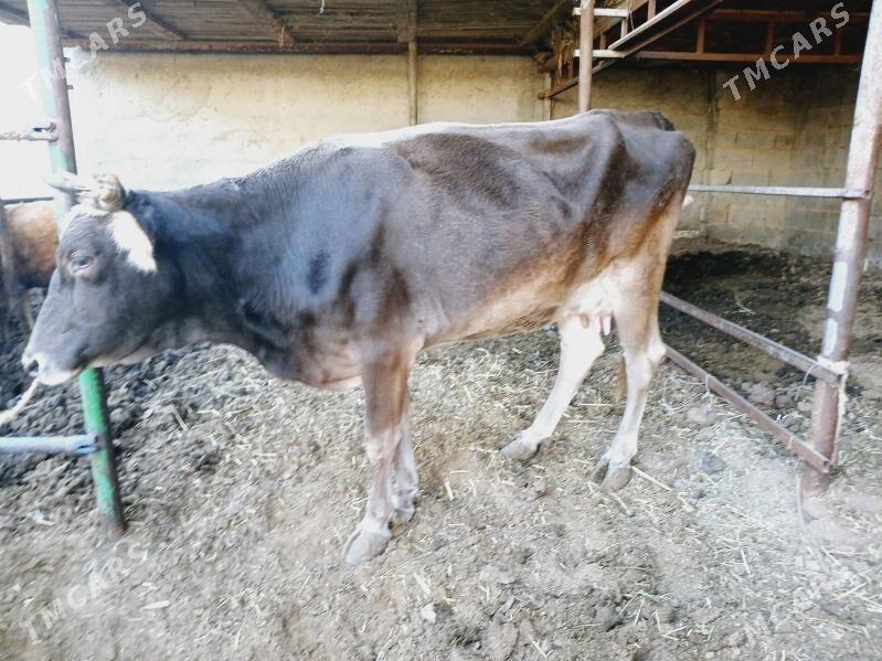 sygyr - Çoganly - img 3