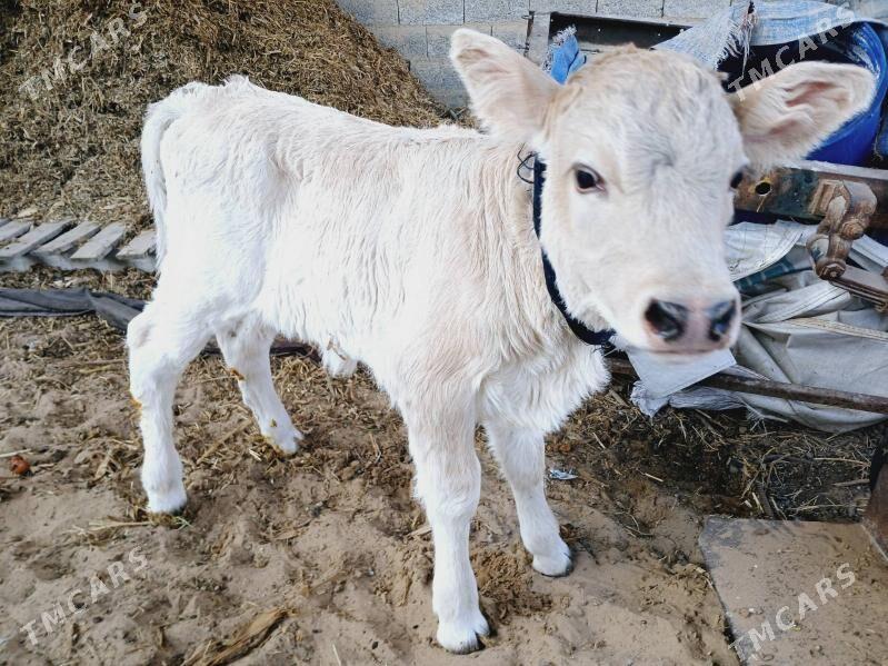 sygyr - Çoganly - img 1