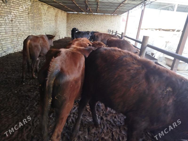 okuzler - Туркменабат - img 6