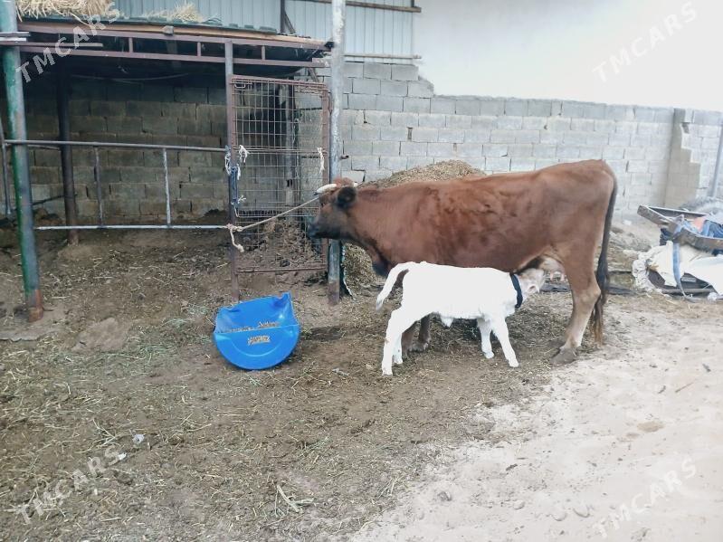 sygyr - Çoganly - img 6