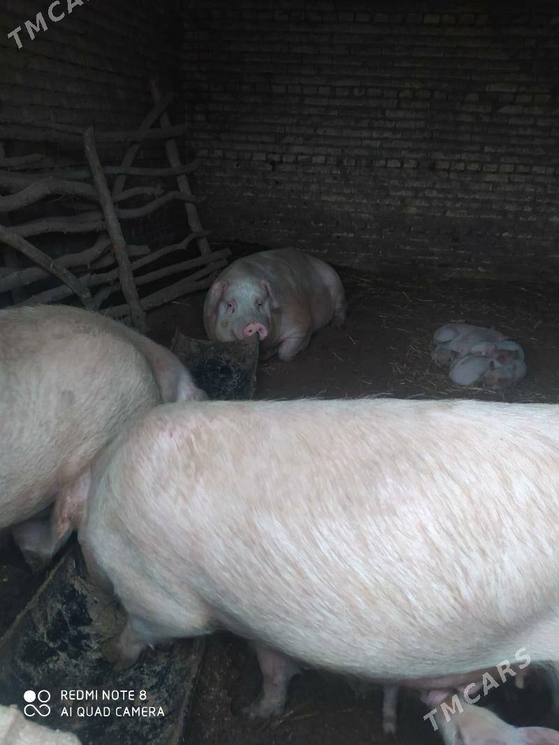 Donuz - Ходжамбаз - img 4