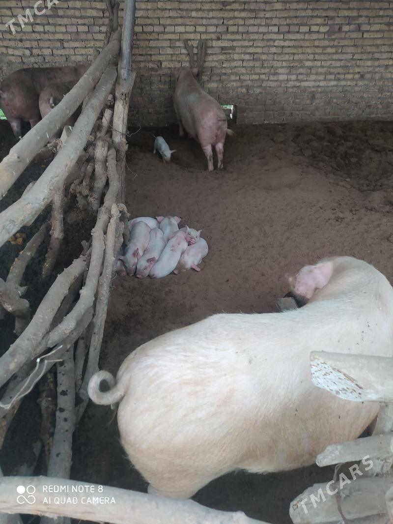 Donuz - Ходжамбаз - img 5