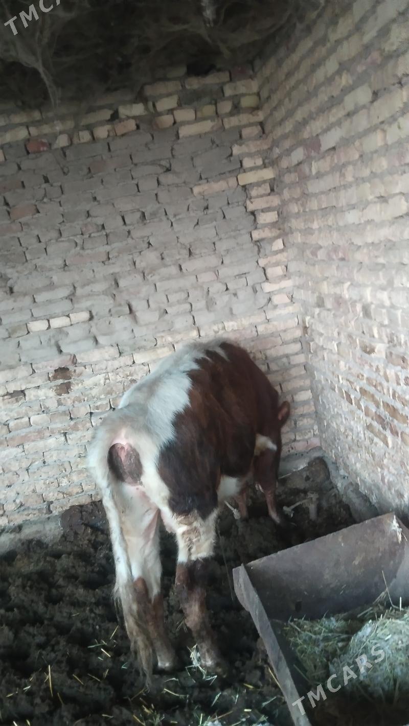 Okuz parodny - Чарджоу - img 1