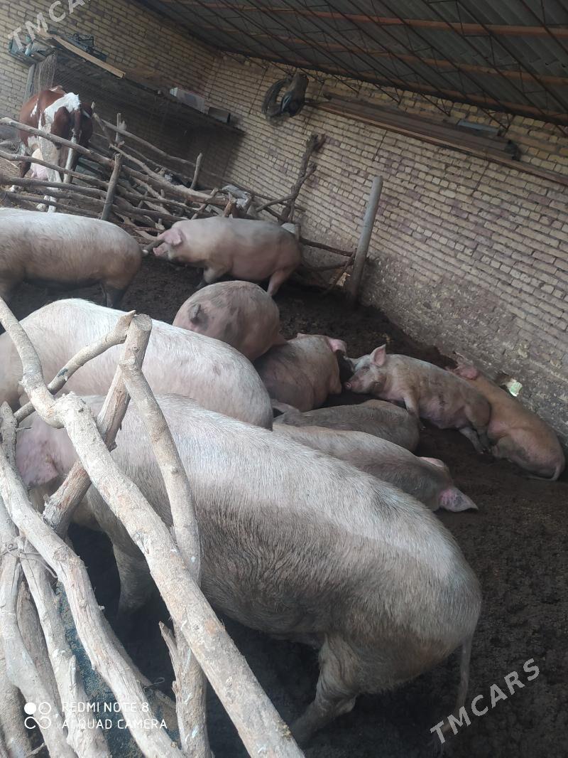 Donuz - Ходжамбаз - img 1