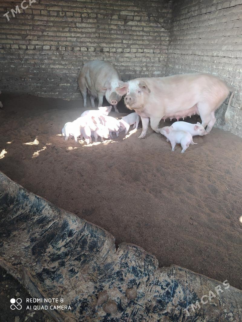 Donuz - Ходжамбаз - img 7