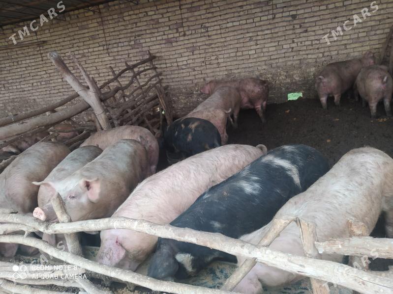 Donuz - Ходжамбаз - img 2