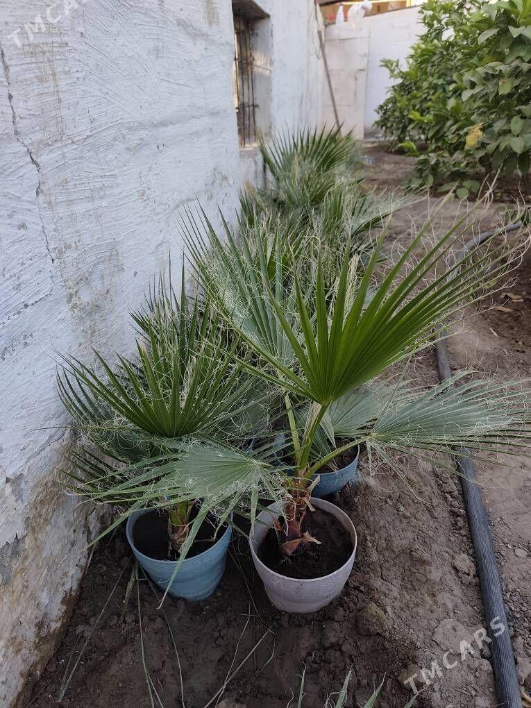 Waşington palma - Ашхабад - img 3