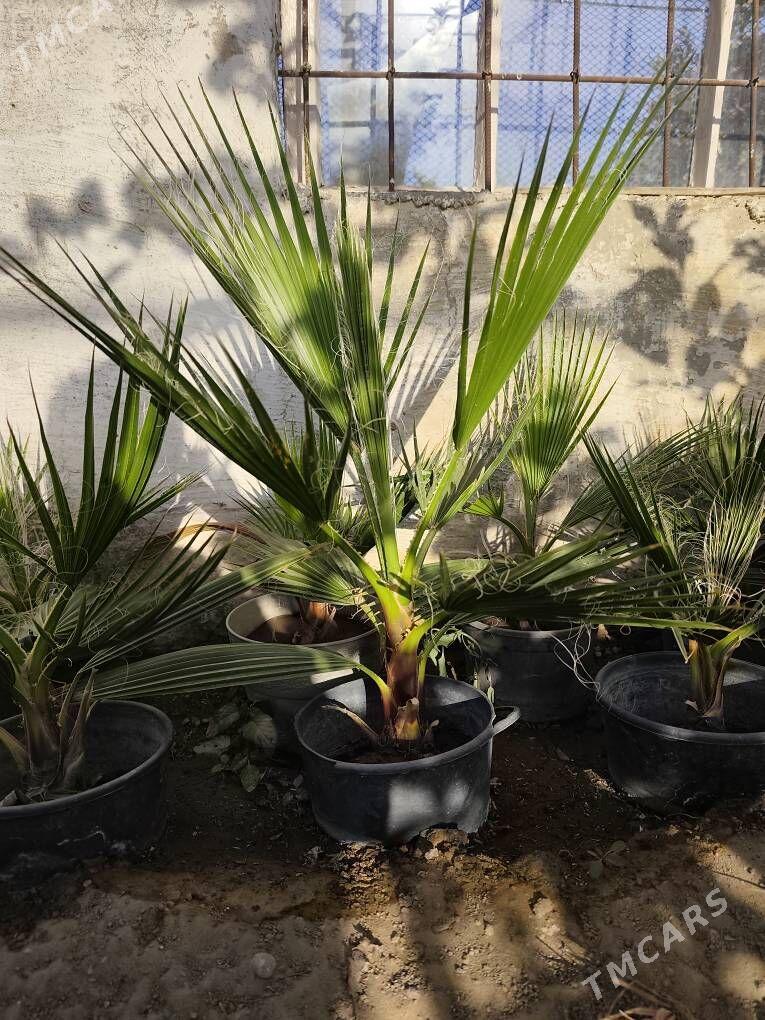 Waşington palma - Ашхабад - img 2