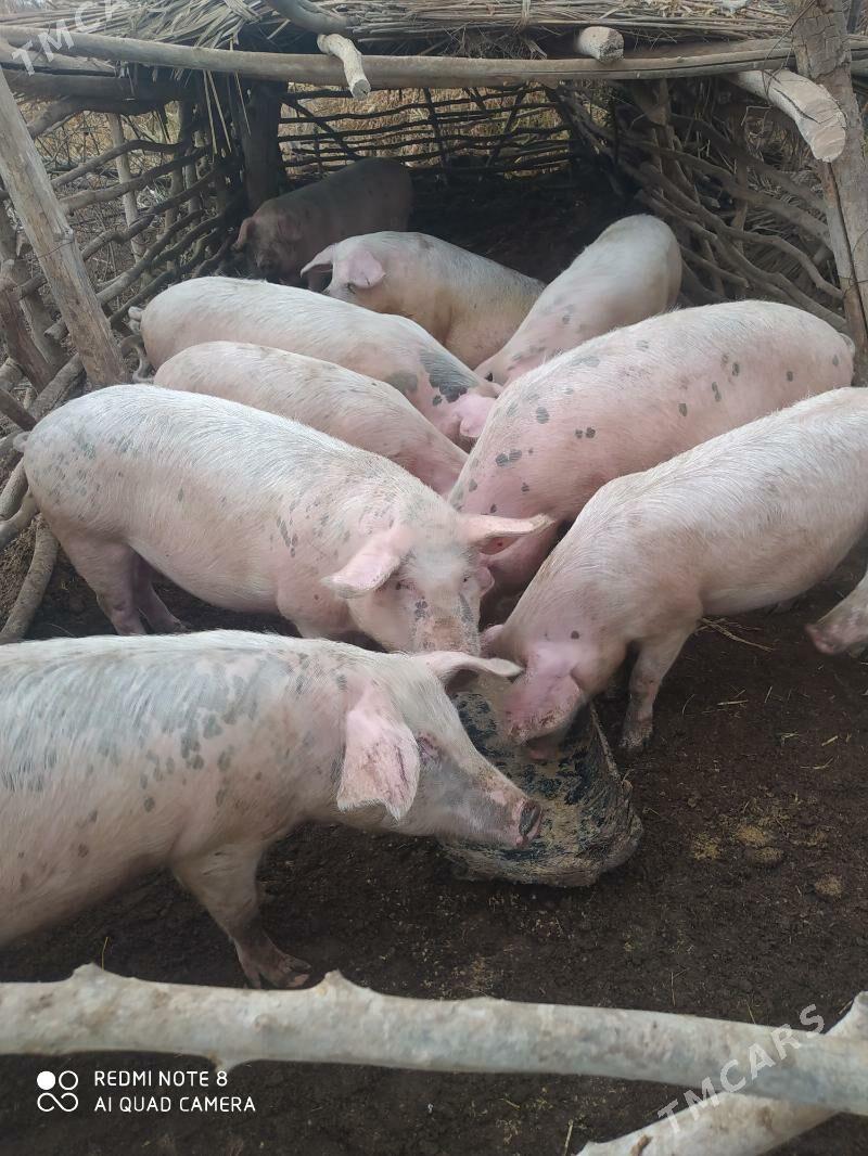 Donuz - Ходжамбаз - img 3