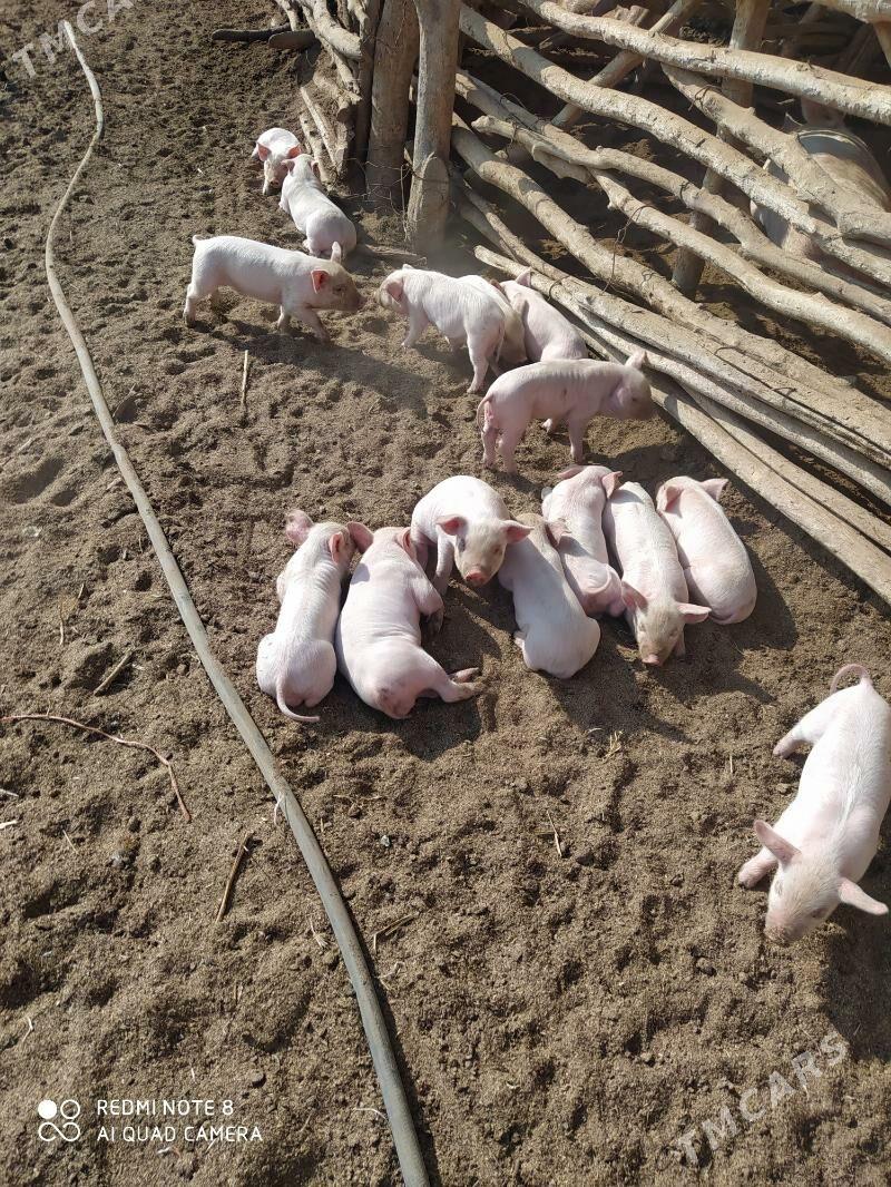 Donuz - Ходжамбаз - img 6