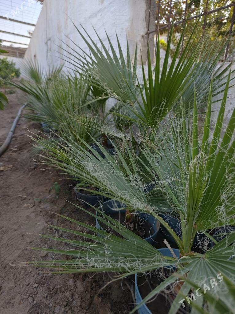 Waşington palma - Ашхабад - img 1