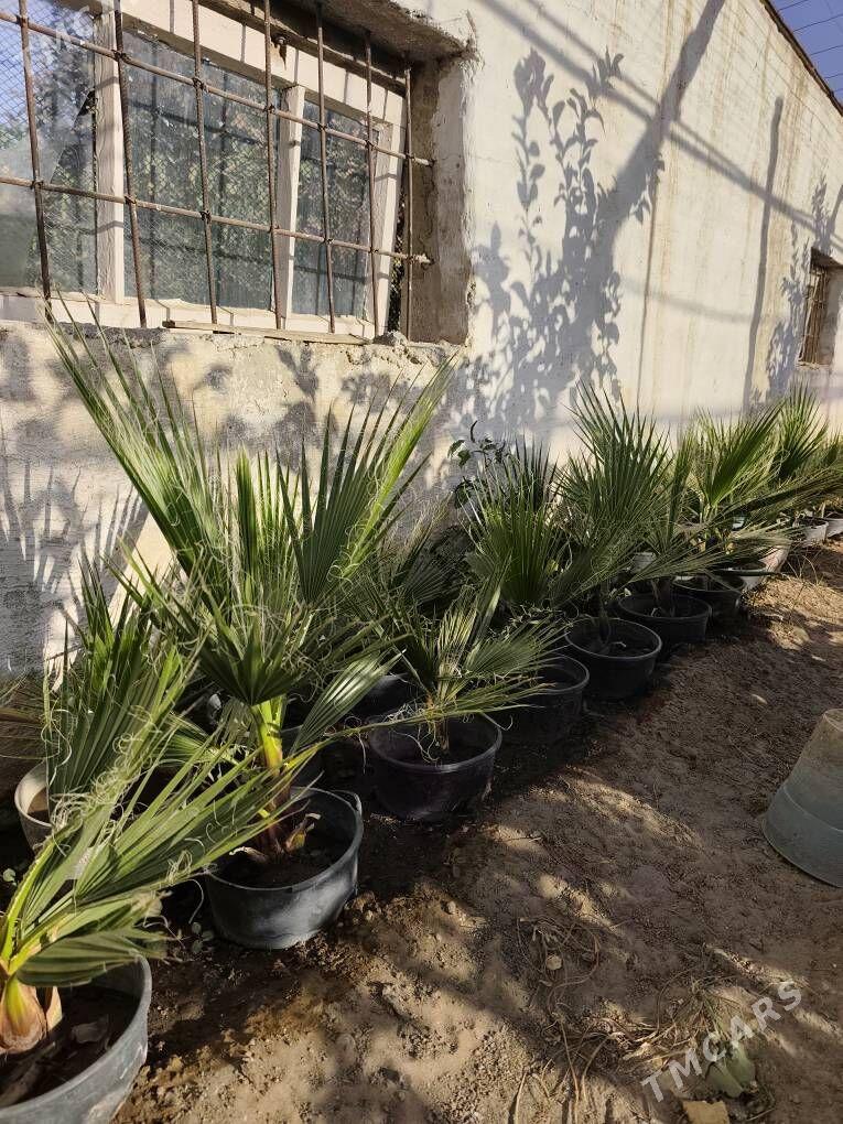 Waşington palma - Ашхабад - img 4