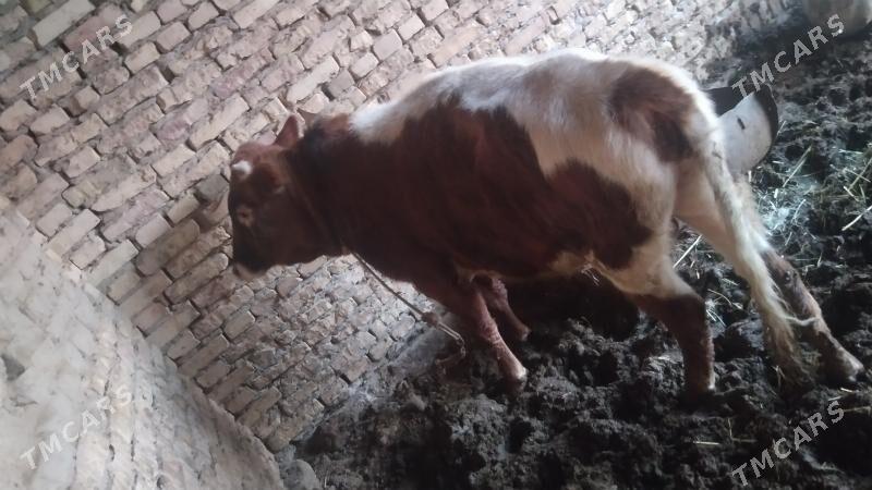 Okuz parodny - Чарджоу - img 3