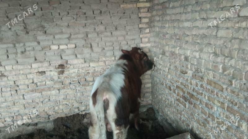 Okuz parodny - Чарджоу - img 4