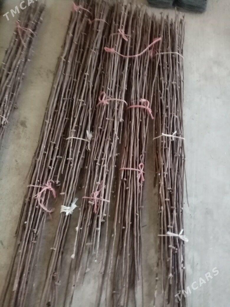 Сим - Balkanabat - img 1