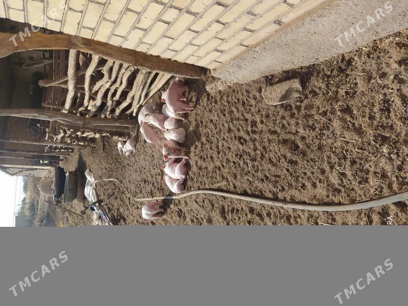 Donuz - Ходжамбаз - img 8