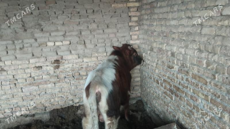 Okuz parodny - Чарджоу - img 2