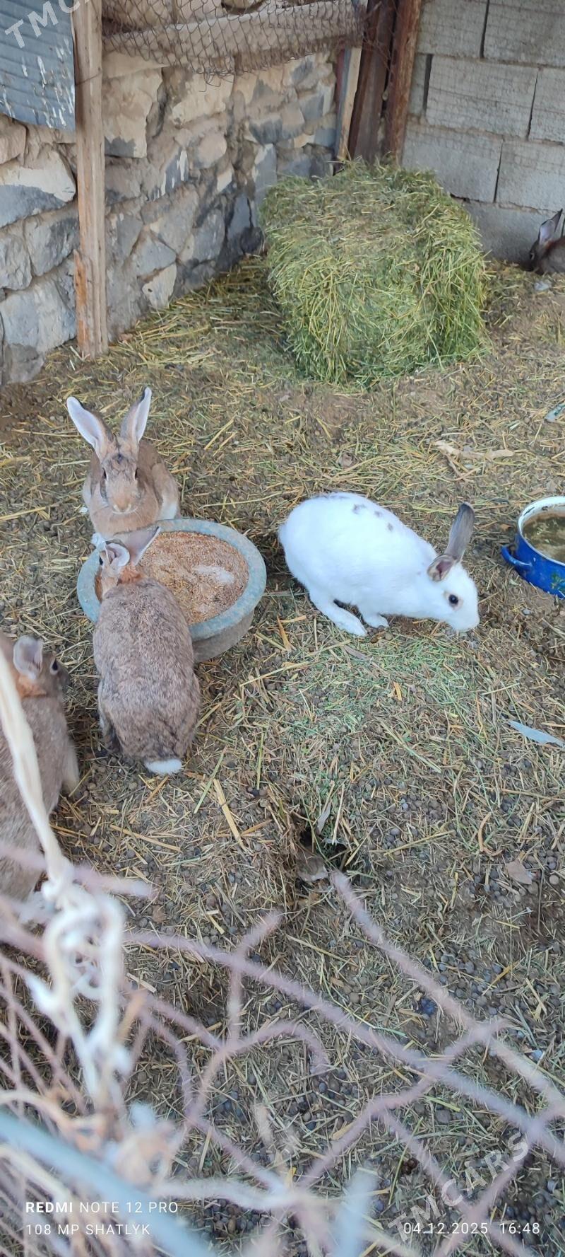 towsanlar - Балканабат - img 1