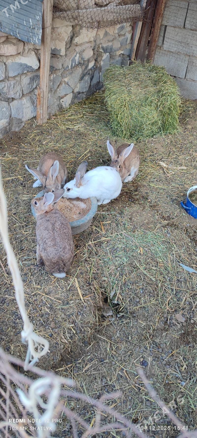 towsanlar - Балканабат - img 2