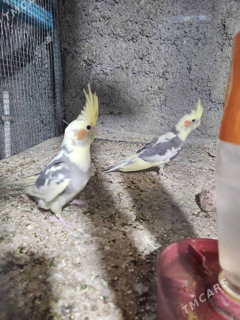 karella - Чоганлы - img 3