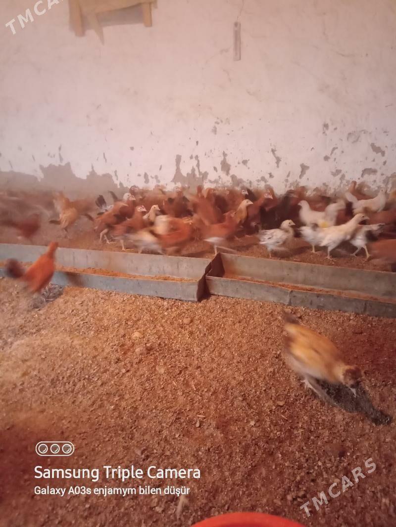 Jüju - Бахарден - img 3