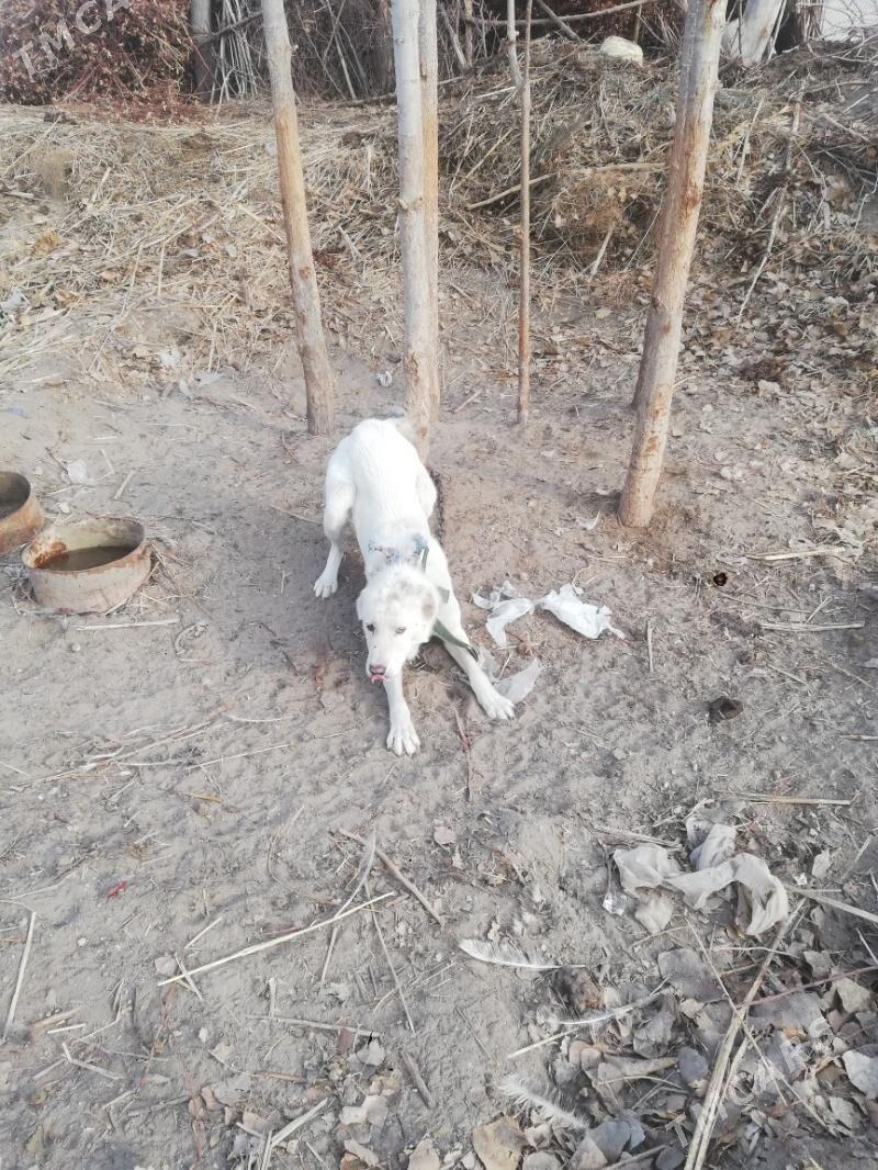 Turkmen - Губадаг - img 4