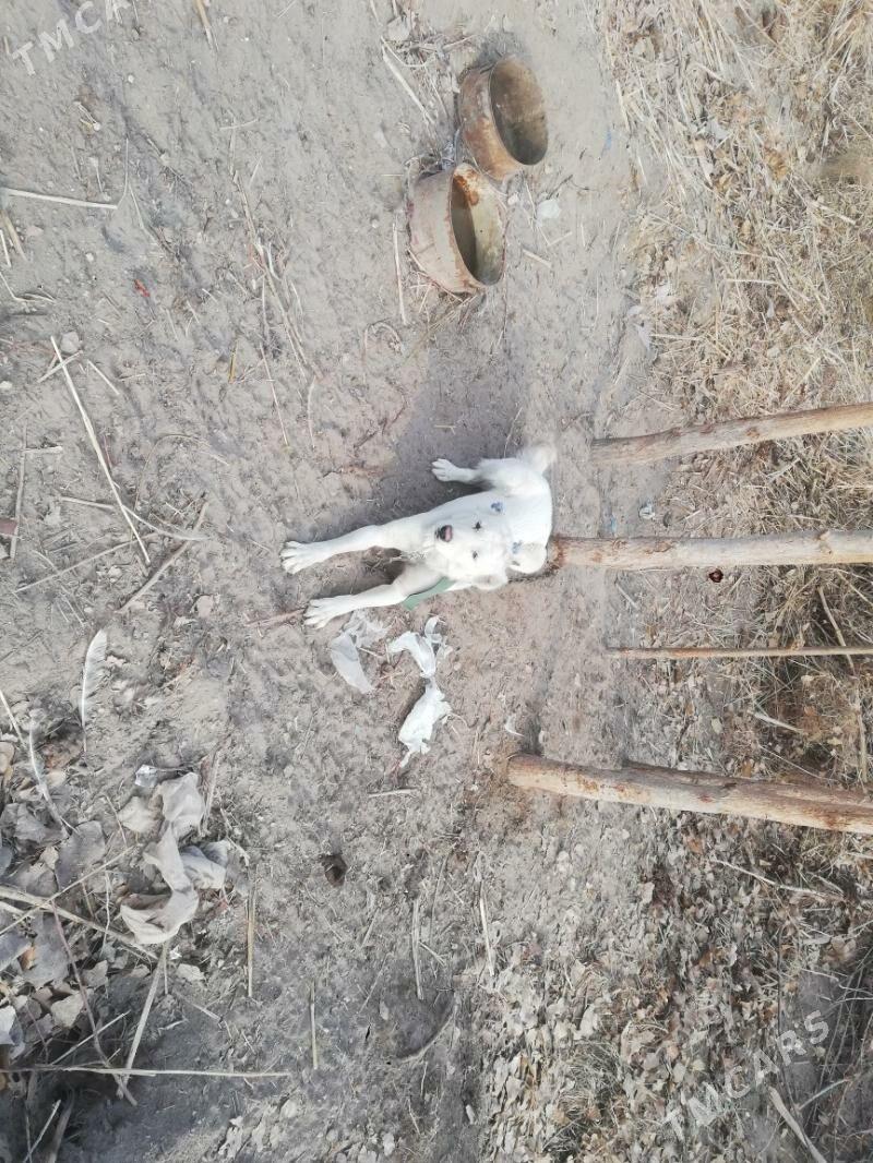 Turkmen - Губадаг - img 2