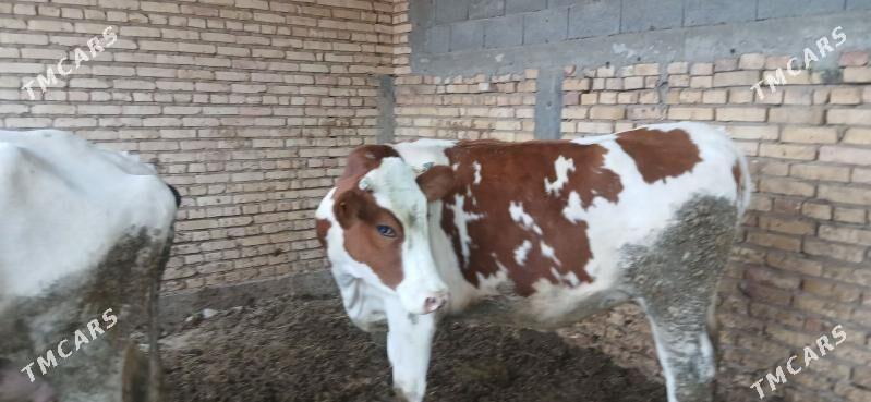 sygyr - Kaka - img 4