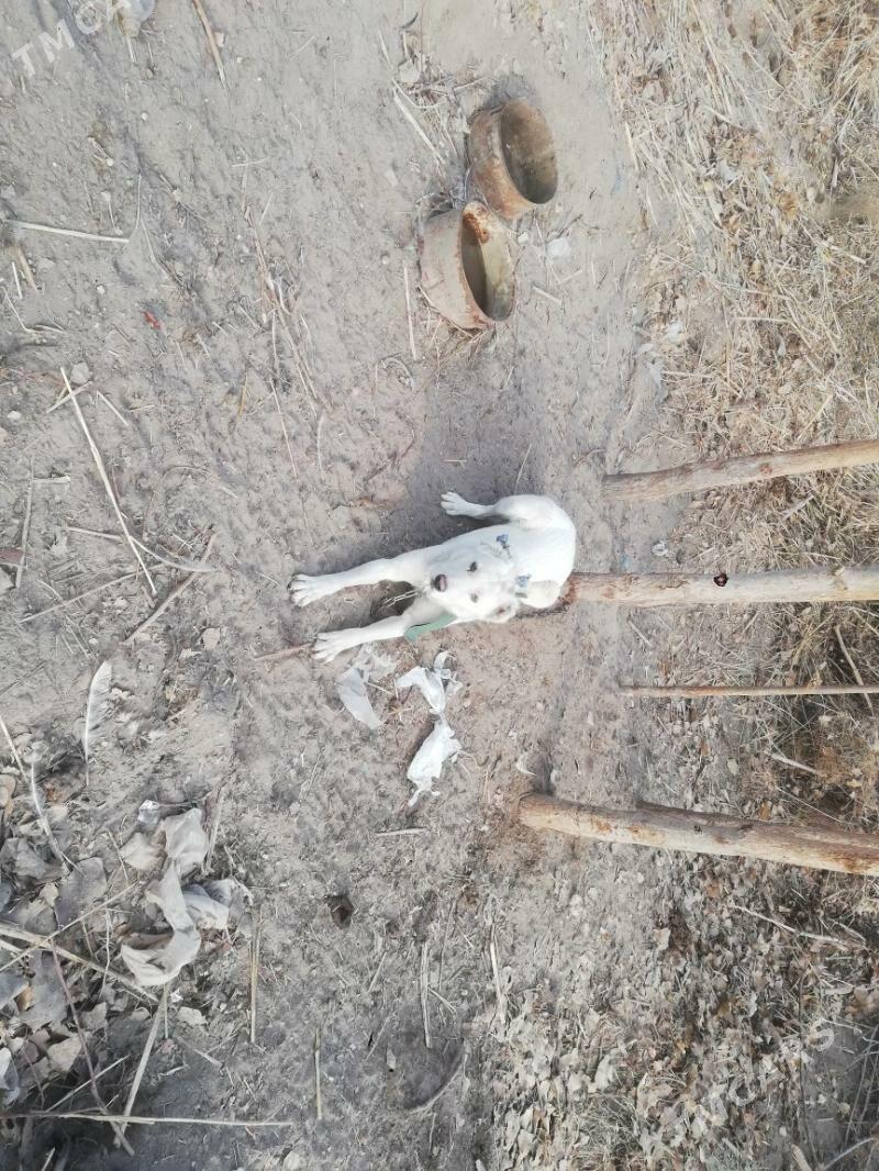 Turkmen - Губадаг - img 3